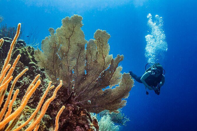 Discover Scuba Diving Experience - Frequently Asked Questions