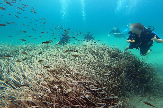 Discover Scuba Diving Experience in Nea Makri - Transportation Options to the Dive Center
