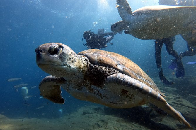 Discover Scuba Diving Experience in Turtle Habitat - Cancellation Policy