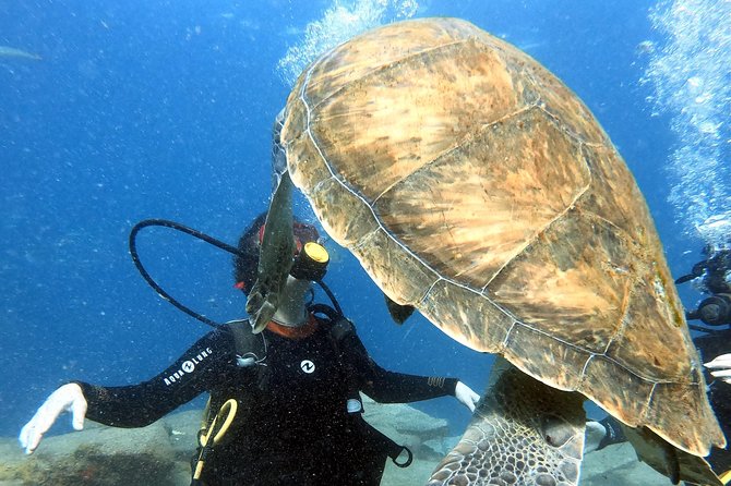 Discover Scuba Diving Experience in Turtle Habitat - Pricing and Copyright Information