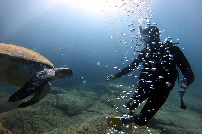 Discover Scuba Diving Experience in Turtle Habitat - The Sum Up