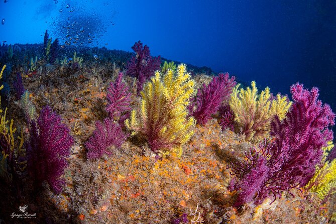 Discover Scuba Diving First Dive Catania - Price, Availability, and Reviews