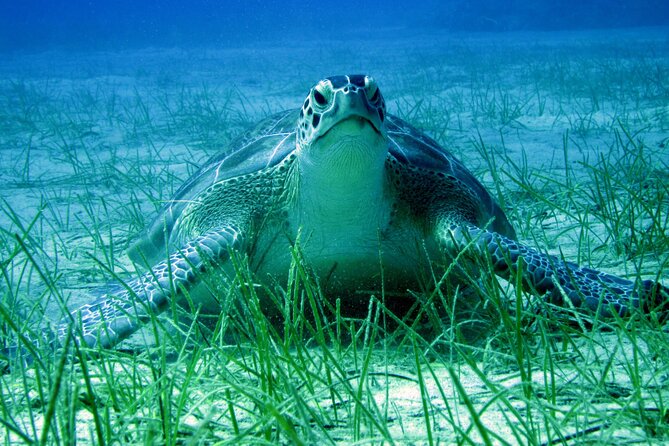 Discover Scuba Diving for Beginners in Protaras. Inc Photos - Experience Details