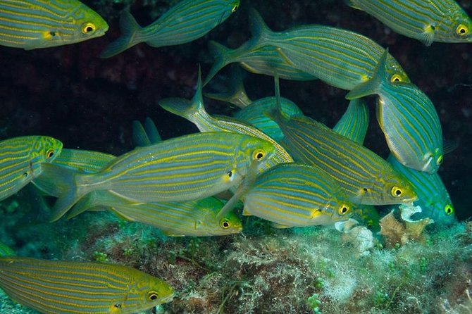 Discover Scuba Diving From the Beach - Common Questions About Beach Scuba Diving