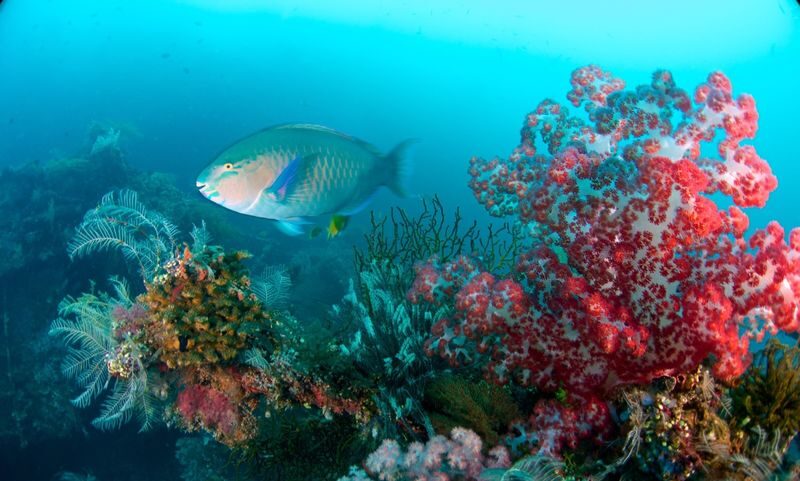 Discover Scuba Diving in Bohol - The sea session reaches up to 12 meters