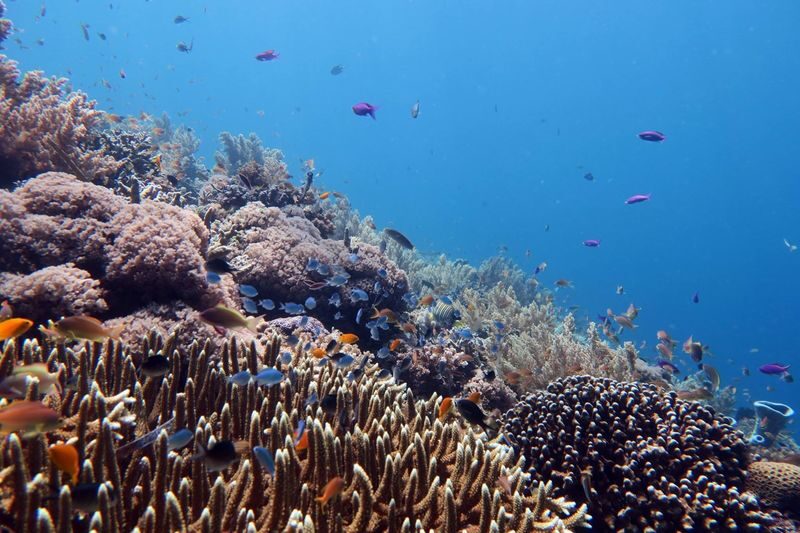Discover Scuba Diving in Bohol - What the price covers, and what it does not