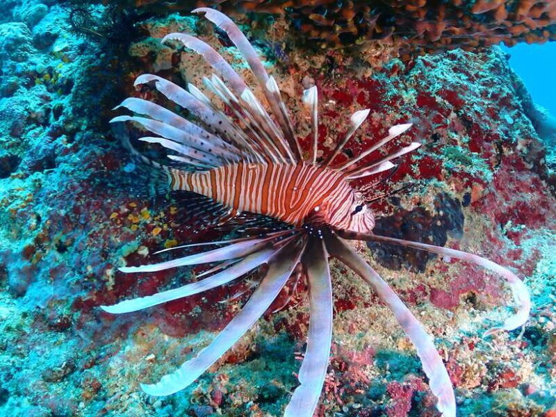 Discover Scuba Diving in Boracay - Why This Tour Stands Out