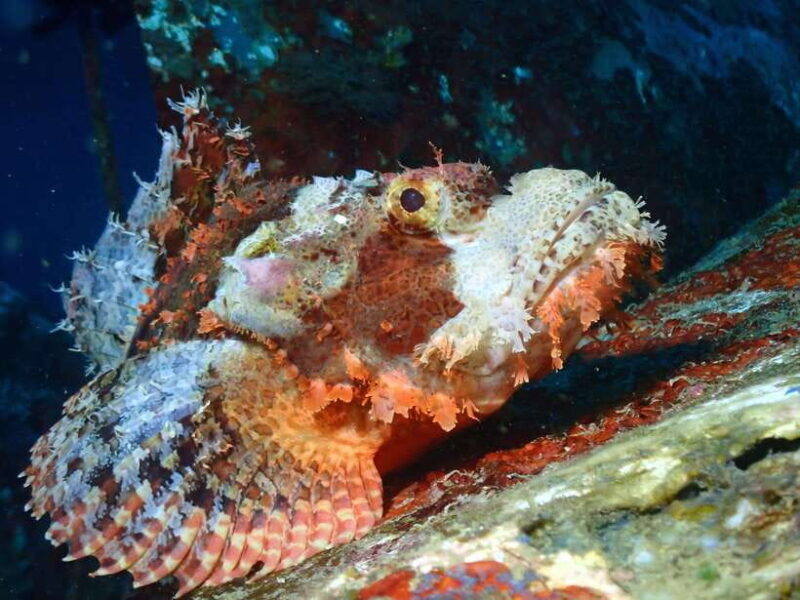 Discover Scuba Diving in Boracay - Who Is This Tour Best For?