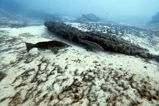 Discover Scuba Diving in Costa Calma - Cancellation Policy and Refunds