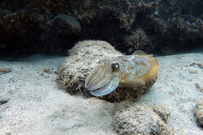 Discover Scuba Diving in Costa Calma - Pricing and Packages