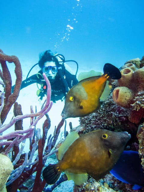 Discover Scuba Diving in Cozumel 2 Tanks - Pricing and Cancellation
