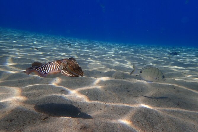 Discover Scuba Diving in Lanzarote (Costa Teguise) - Pricing and Booking Details