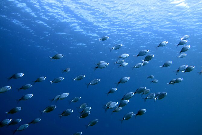 Discover Scuba Diving in Lanzarote (Costa Teguise) - Cancellation Policy