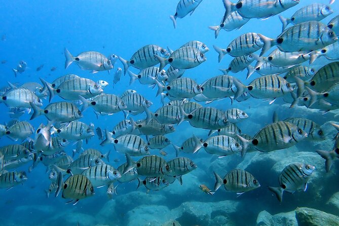 Discover Scuba Diving in Lanzarote (Costa Teguise) - Location and Specifics