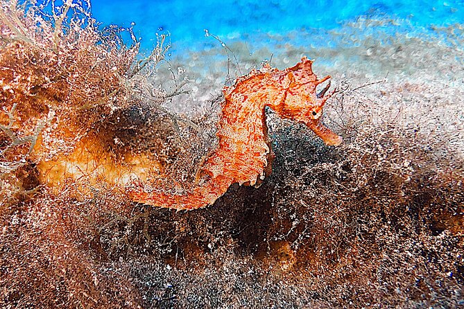 Discover Scuba Diving in Lanzarote (Costa Teguise) - Common Questions