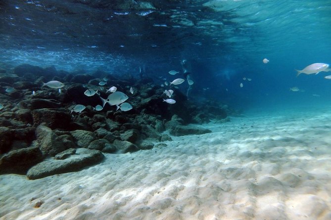 Discover Scuba Diving in Lanzarote (Costa Teguise) - The Sum Up
