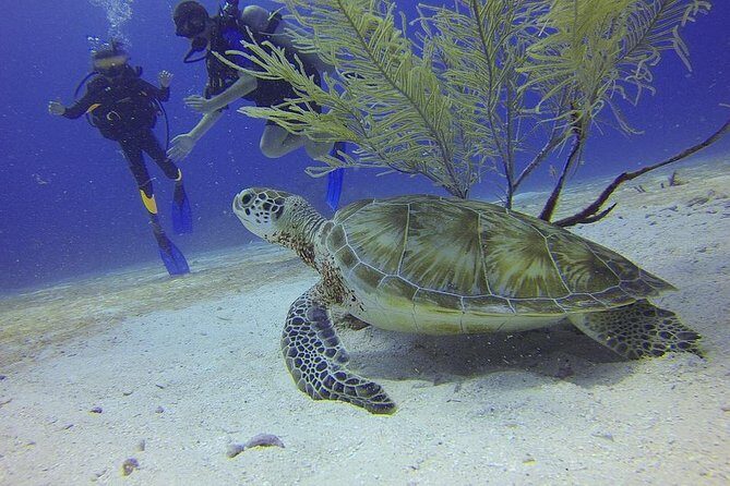 Discover Scuba Diving in Montego Bay - What to Expect from the Discover Scuba Diving Experience