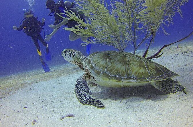 Discover Scuba Diving in Montego Bay - Who Should Consider This Tour?
