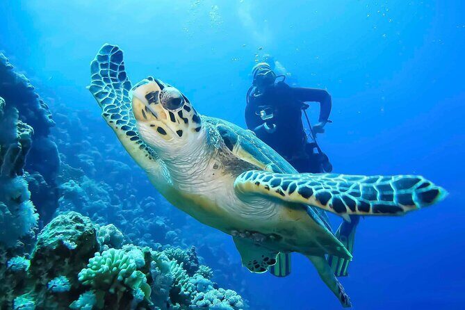 Discover Scuba Diving in Montego Bay-TWO Tank (First time Diving) - Introduction to the Experience