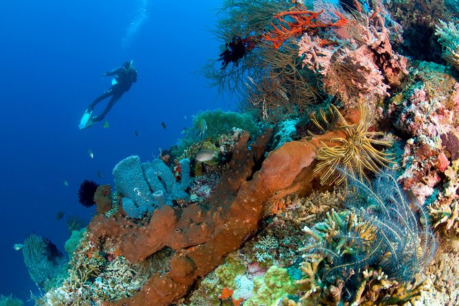 Discover Scuba Diving in Pemuteran at the Biorock Site,1 Shore Dive All Included - Cancellation Policy