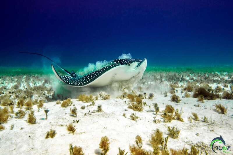 Discover Scuba Diving in Playa del Carmen - 2 dives - Good To Know