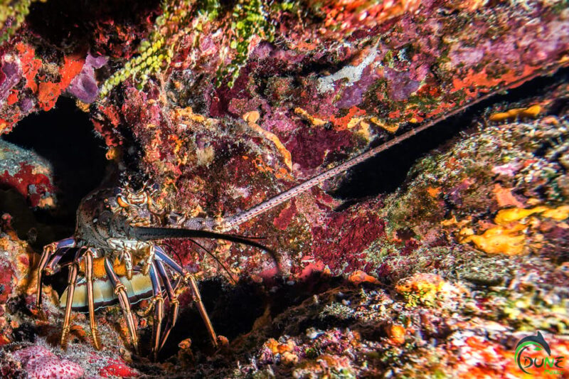 Discover Scuba Diving in Playa del Carmen - 2 dives - Instructor and Group Size