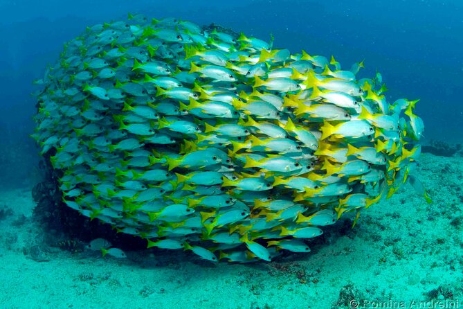 Discover Scuba Diving in Sal - Health and Safety Precautions