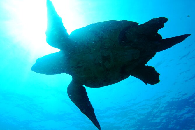 Discover Scuba Diving in Sal - Reviews and Testimonials