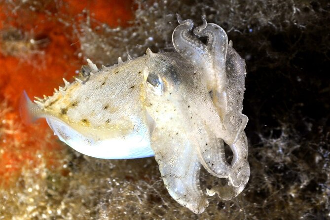 Discover Scuba Diving in Villasimius - Common Questions