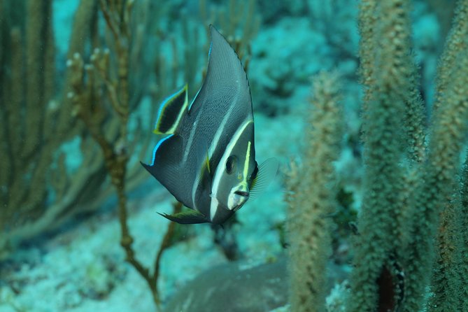 Discover Scuba Diving PADI in Playa Del Carmen Including Underwater Video - Reviews and Ratings