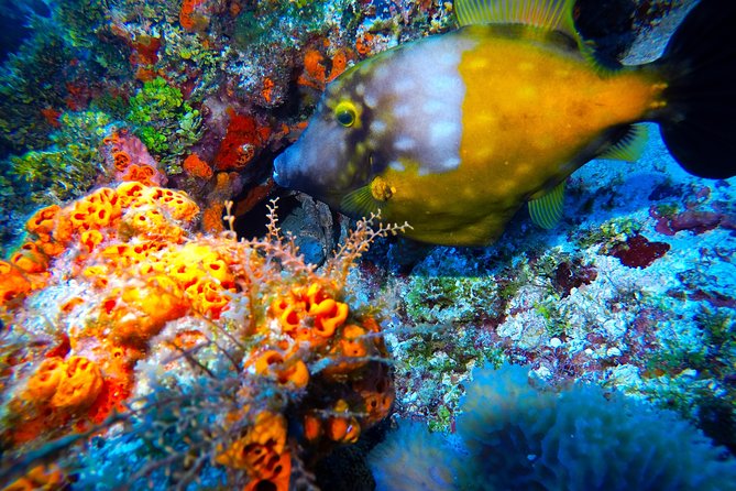 Discover Scuba Diving PADI in Playa Del Carmen Including Underwater Video - Additional Information