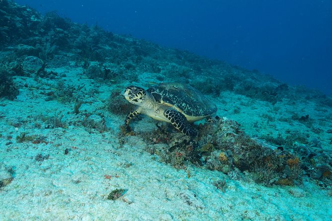 Discover Scuba Diving PADI in Playa Del Carmen Including Underwater Video - Common Questions