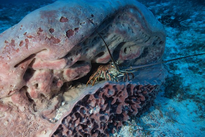 Discover Scuba Diving PADI in Playa Del Carmen Including Underwater Video - The Sum Up