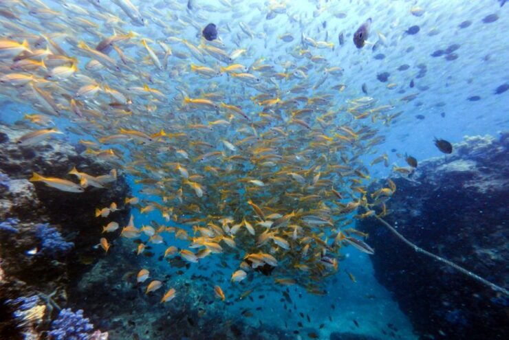 Discover Scuba Diving Racha Yai From Phuket - Activity Details