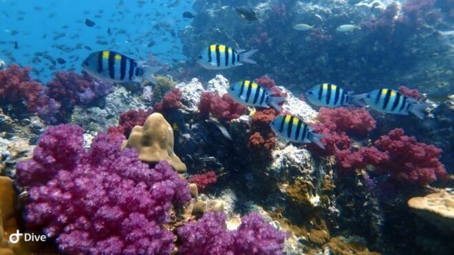 Discover Scuba Diving Racha Yai From Phuket - Additional Information