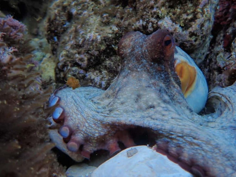 Discover Scuba Diving, scuba diving for begginers!! - An In-Depth Look at the Experience