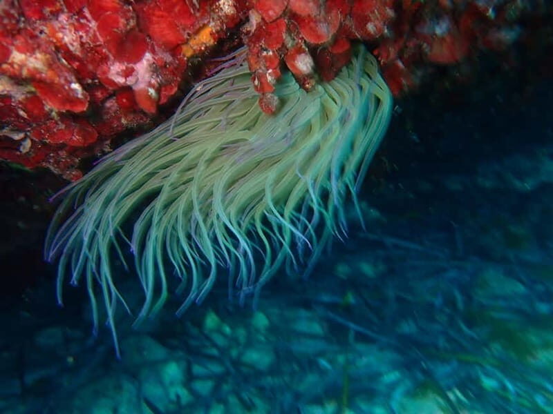 Discover Scuba Diving, scuba diving for begginers!! - Who Should Consider This?