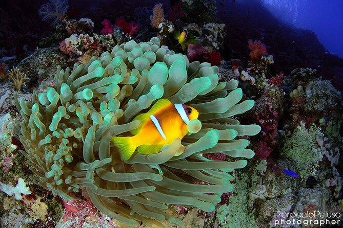 Discover Scuba Diving Sharm El Sheikh - Scuba Diving in Sharm El Sheikh