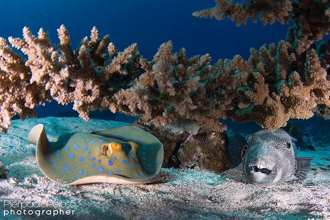 Discover Scuba Diving Sharm El Sheikh - Learning Basic Scuba Skills