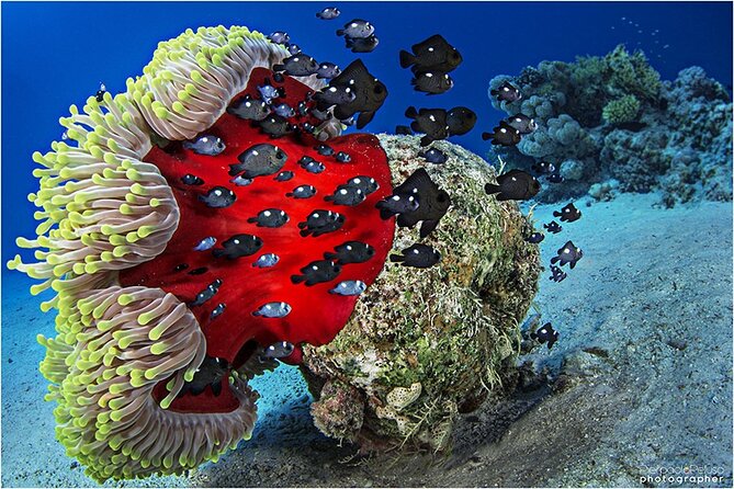 Discover Scuba Diving Sharm El Sheikh - Common Questions