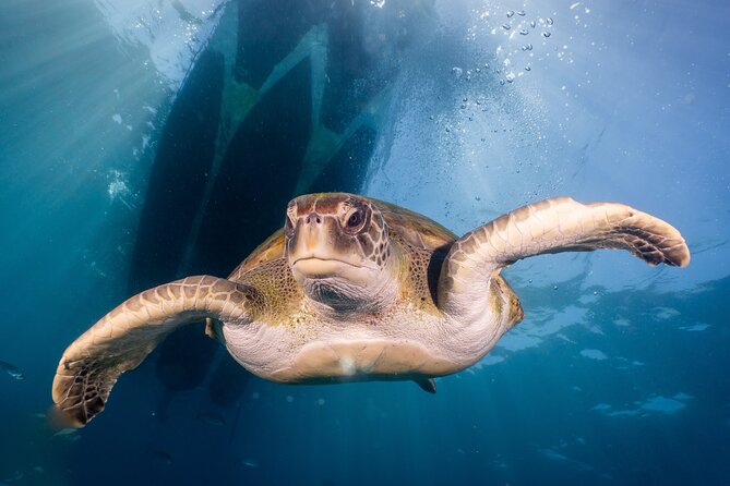 Discover Scuba Diving: Training Plus Boat Dive! - Pickup and Drop-off Details