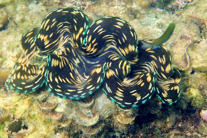 Discover Scuba Diving, Try Dive for Beginners ( Start at Ko Kut) - Logistics