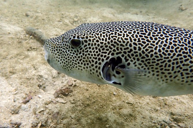 Discover Scuba Diving, Try Dive for Beginners ( Start at Ko Kut) - Expectations