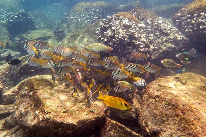 Discover Scuba Diving, Try Dive for Beginners ( Start at Ko Kut) - Training and Diving in Coral Reefs