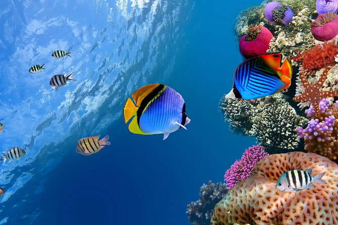 Discover Scuba Diving With 2 Dives on Koh Tao - Suitable for All Levels