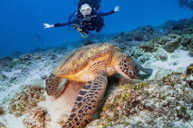 Discover Scuba Diving With Sea Turtles  Xiaoliuqiu, Taiwan - Good To Know