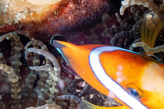 Discover Scuba Diving With Sea Turtles  Xiaoliuqiu, Taiwan - The Experience: Real Perspectives from Reviewers