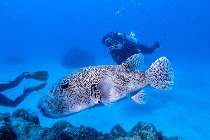 Discover Scuba Diving With Sea Turtles  Xiaoliuqiu, Taiwan - FAQ