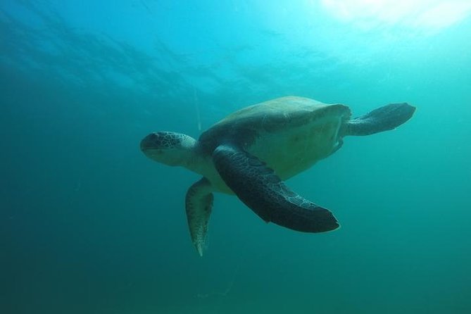 Discover Scuba Diving With Two Dives in the Ocean in Tenerife With Transfers - Meeting and Pickup Details