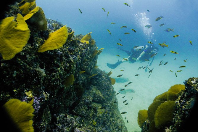Discover Scuba Experience at Las Caletas, Puerto Vallarta - Additional Information and Restrictions